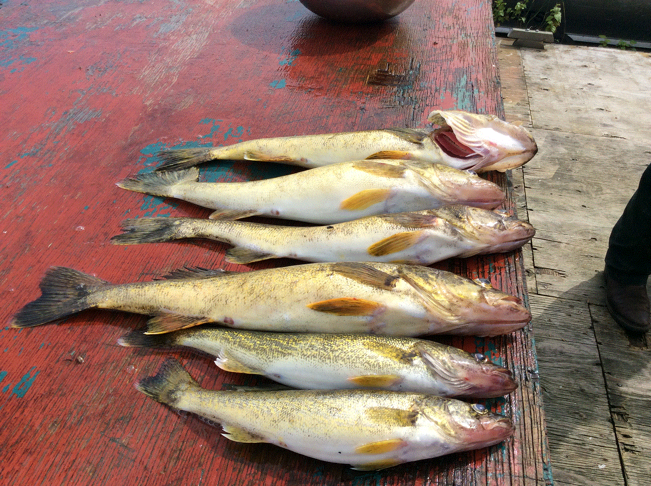 Limit of Walleyes.gif